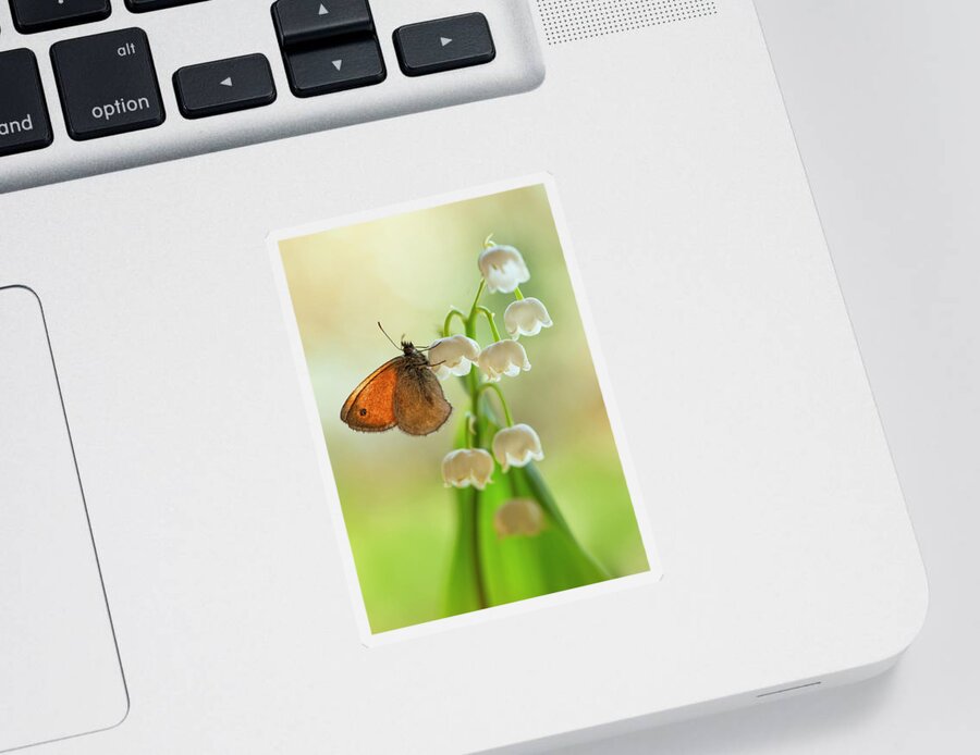 Butterfly Sticker featuring the photograph Rest in the morning sun by Jaroslaw Blaminsky