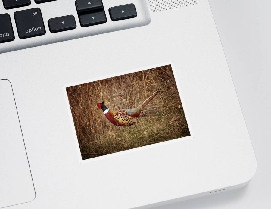 Pheasants Sticker featuring the photograph Ring Necked Pheasant by Susan Rissi Tregoning