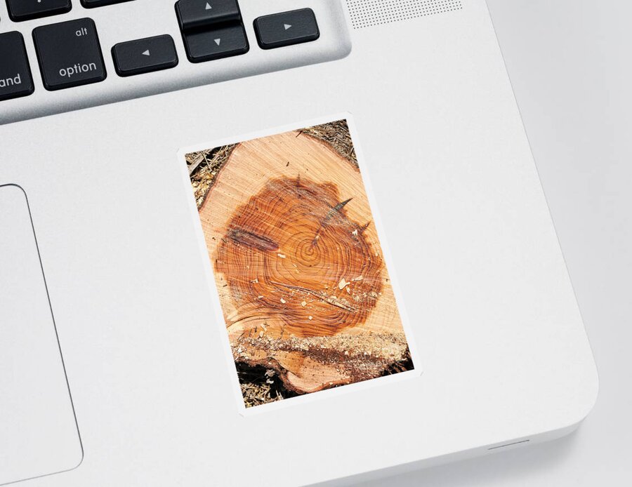 Annual Rings Sticker featuring the photograph Rings on a tree trunk by Shay Levy