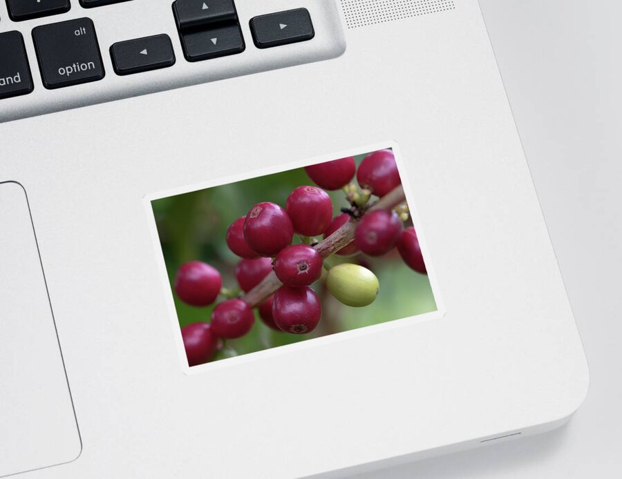 Kona Coffee Cherries Sticker featuring the photograph Ripe Kona Coffee Cherries by Susan Rissi Tregoning
