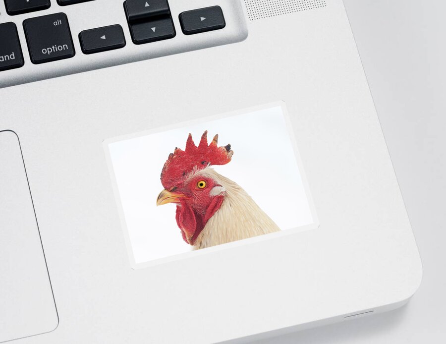 Chicken Sticker featuring the photograph Rooster Named Spot by Troy Stapek