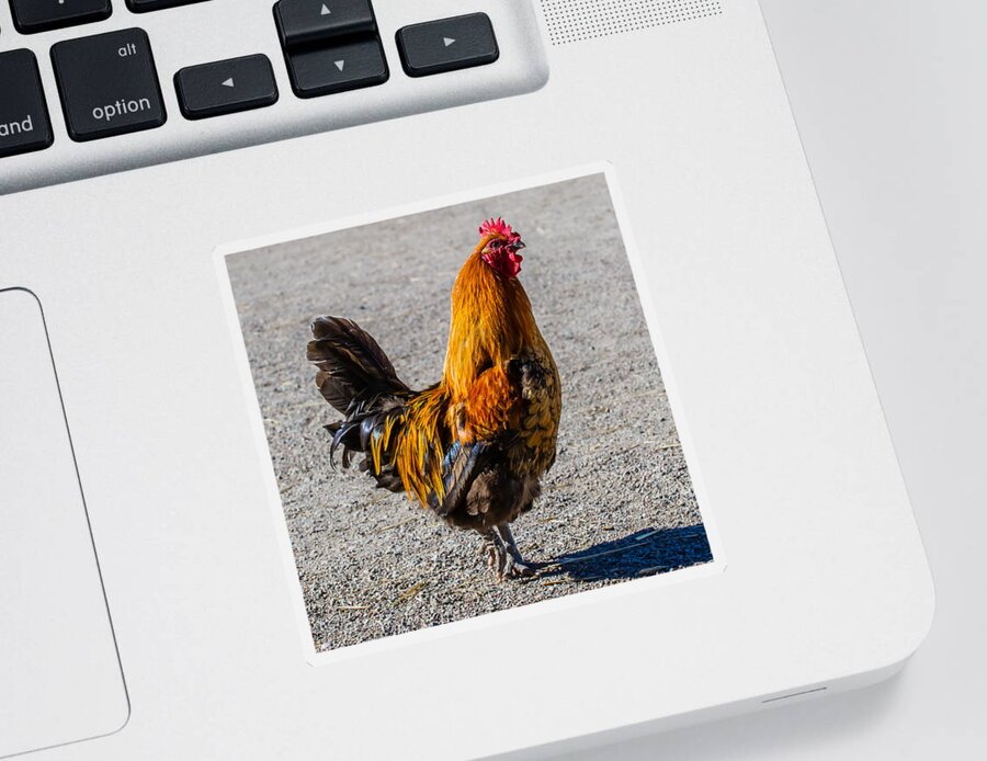 Rooster Sticker featuring the photograph Rooster by Torbjorn Swenelius
