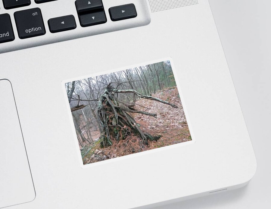 Tree Sticker featuring the photograph Roots on a Hill by Robert Nickologianis