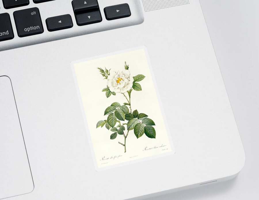 Rosa Sticker featuring the drawing Rosa Alba flore pleno by Pierre Joseph Redoute