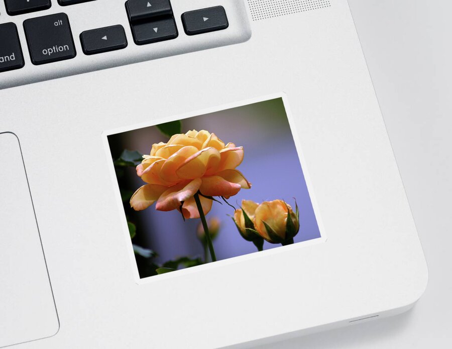 Rose Sticker featuring the photograph Rose 1156 H_2 by Steven Ward
