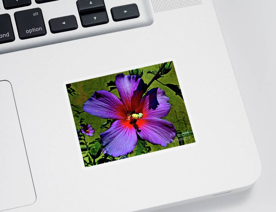 Rose Mallow Sticker featuring the photograph Rose Mallow by Jasna Dragun