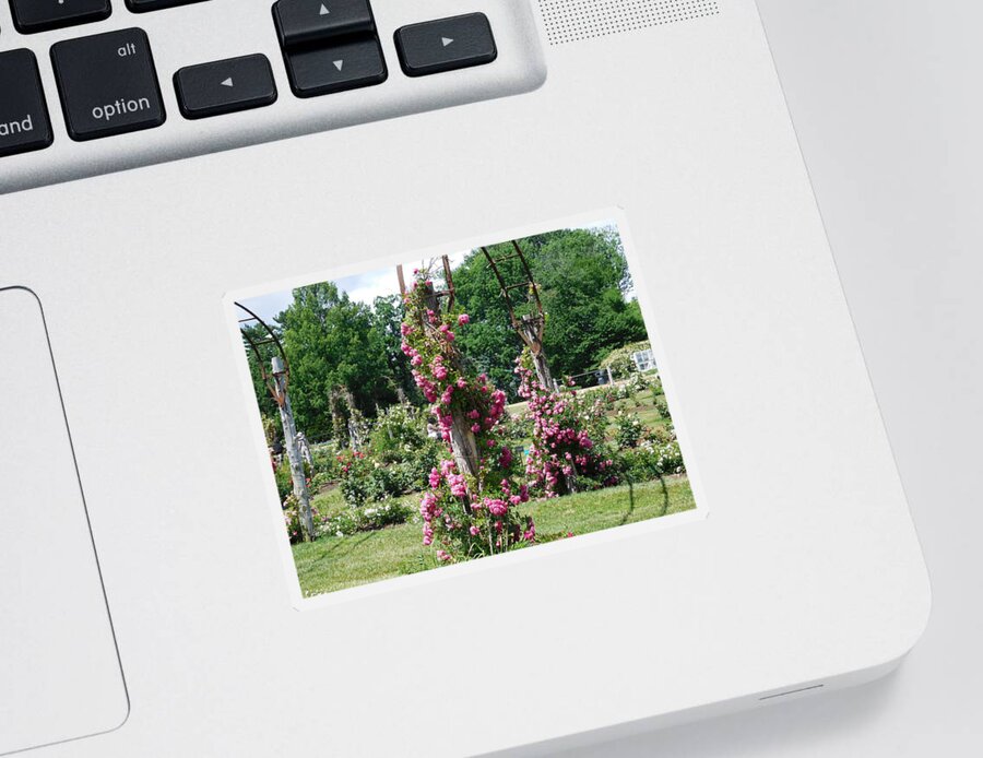 Hartford Sticker featuring the photograph Rose Trellis by Catherine Gagne