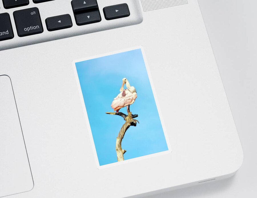 Roseate Spoonbill Sticker featuring the photograph Roseate Spoonbill by Mark Andrew Thomas