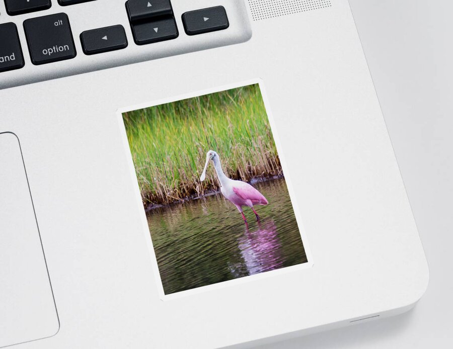 Wildlfe Sticker featuring the photograph Roseate Spoonbill by Patricia Schaefer