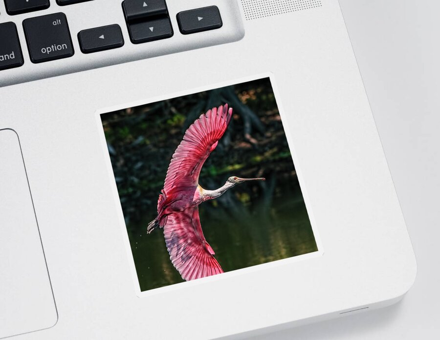 Roseate Spoonbill Sticker featuring the photograph Roseate Spoonbill by Steven Sparks