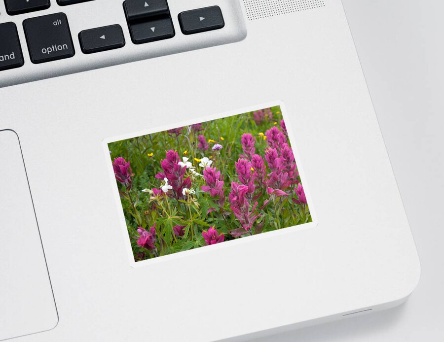 Rosy Paintbrush Sticker featuring the photograph Rosy Paintbrush Detail by Cascade Colors