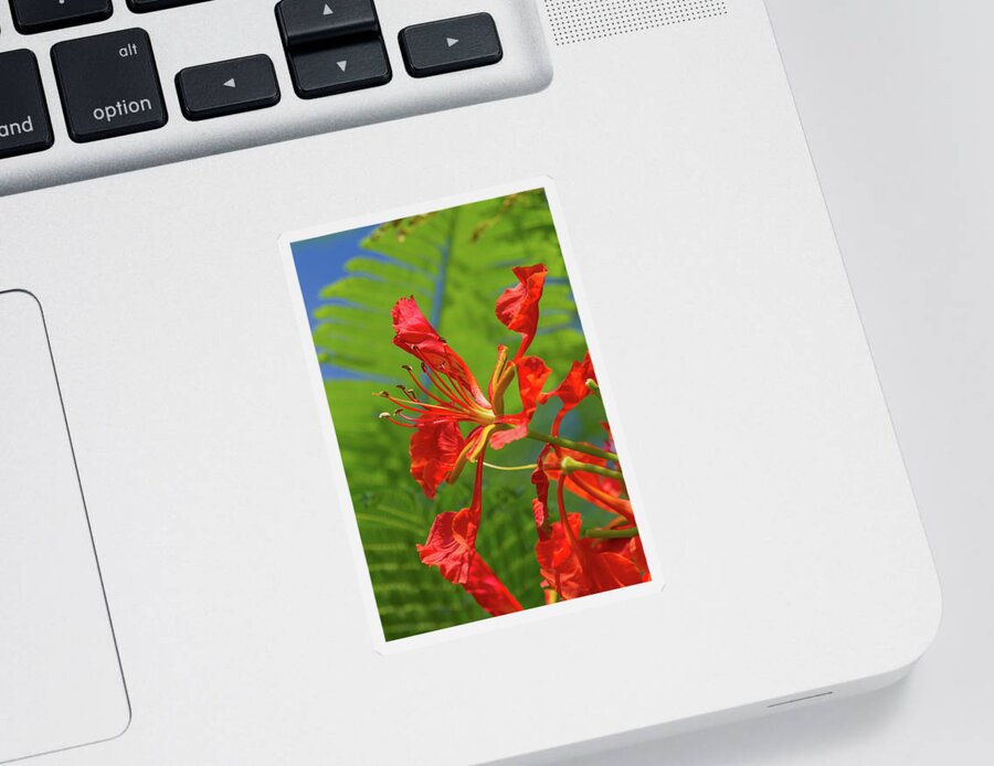 Royal Poinciana Sticker featuring the photograph Royal Poinciana Flower by Paul Rebmann