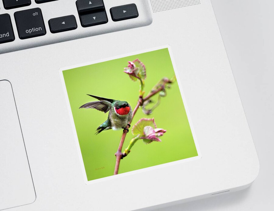 Birds Sticker featuring the photograph Ruby Garden Hummingbird by Christina Rollo