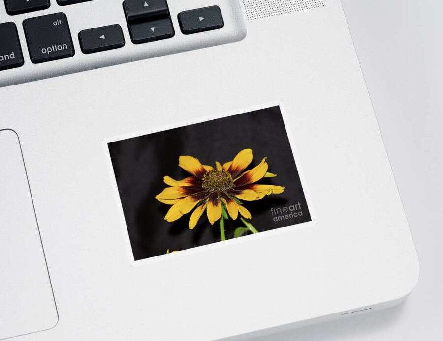 Flower Sticker featuring the photograph Rudbeckia by Donna Brown