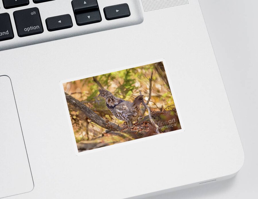 Wildlife Sticker featuring the photograph Ruffed Grouse Partridge -9211 by Norris Seward