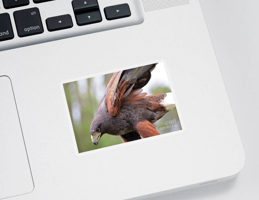 Harris's Hawk Sticker featuring the photograph Ruffled Feathers by Kathy Kelly