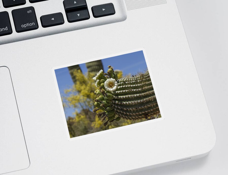 Jean Noren Sticker featuring the photograph Saguaro Cactus Arm with Flowers by Jean Noren