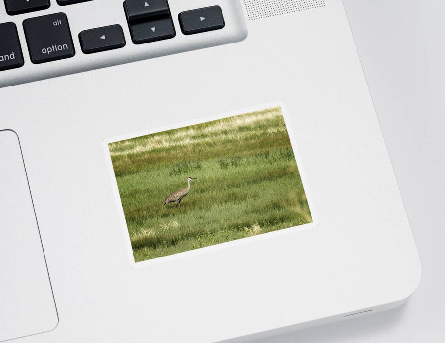 Sandhill Crane Sticker featuring the photograph Sandhill Crane in a Field of Greens and Yellows, No. 1 by Belinda Greb