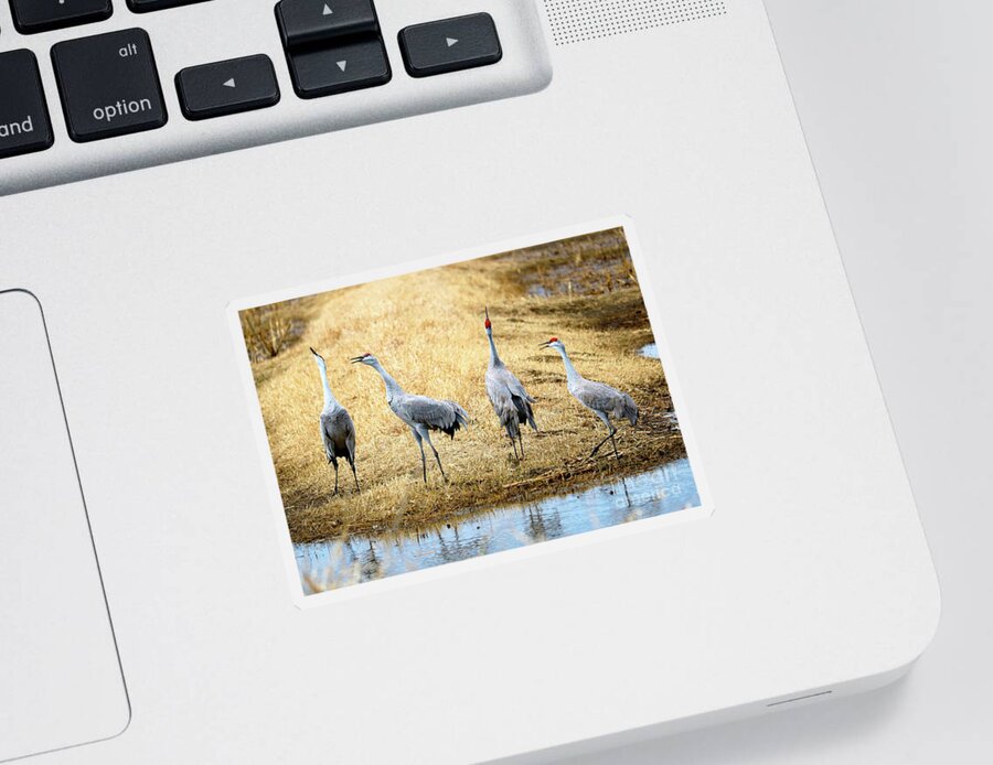 Quartet Sticker featuring the photograph Sandhill Crane Quartet by Carol Groenen