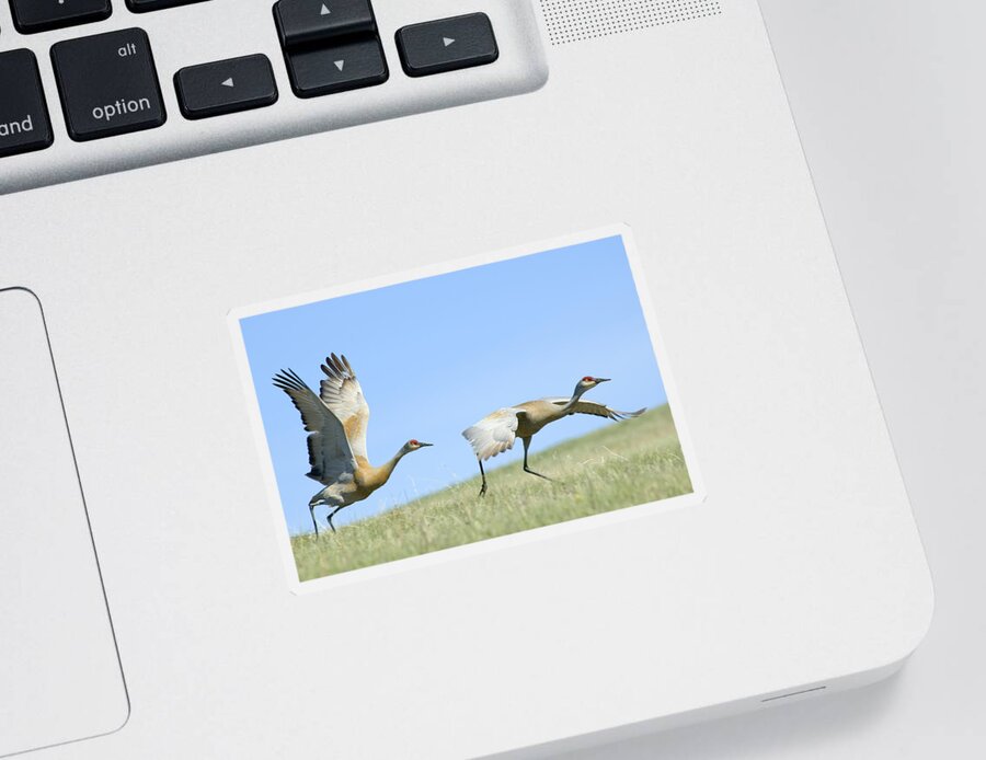 Sandhill Cranes Sticker featuring the photograph Sandhill Cranes Taking Flight by Gary Beeler