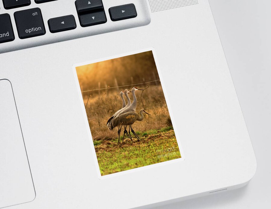 Nature Sticker featuring the photograph Sandhill Cranes Texas Fence-Line by Robert Frederick