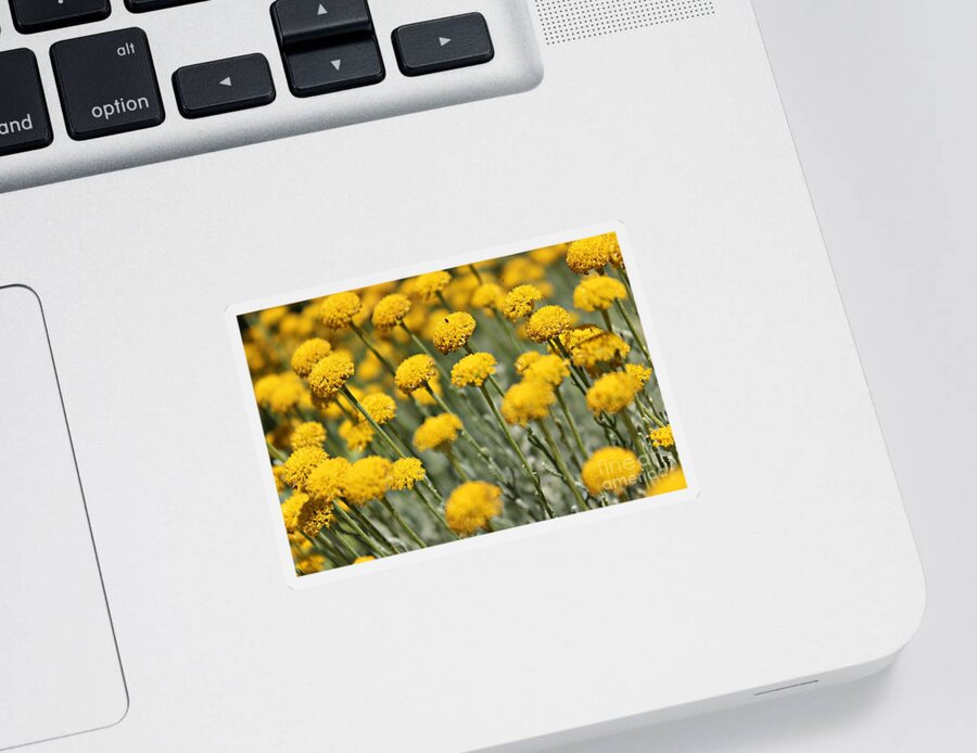 Santolina Chamaecyparissus Sticker featuring the photograph Santolina Grey by Clare Bevan