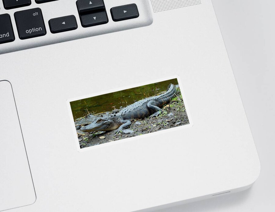 Gator Sticker featuring the photograph Sawgrass Gator by Julie Pappas
