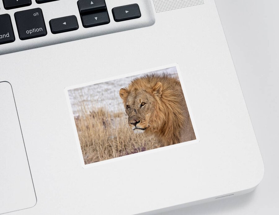 Lion Sticker featuring the photograph Scarface by Rand Ningali