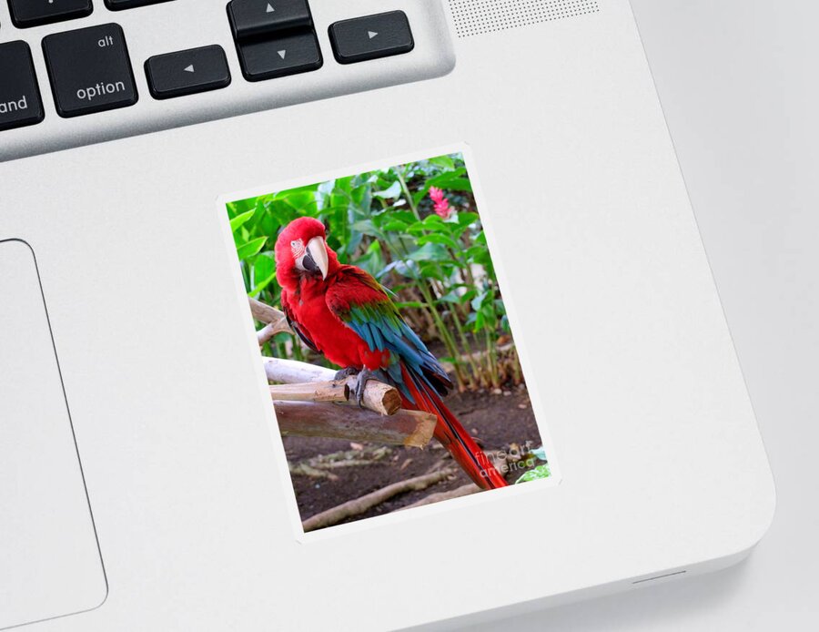 Mary Deal Sticker featuring the photograph Scarlet Macaw No 2 by Mary Deal