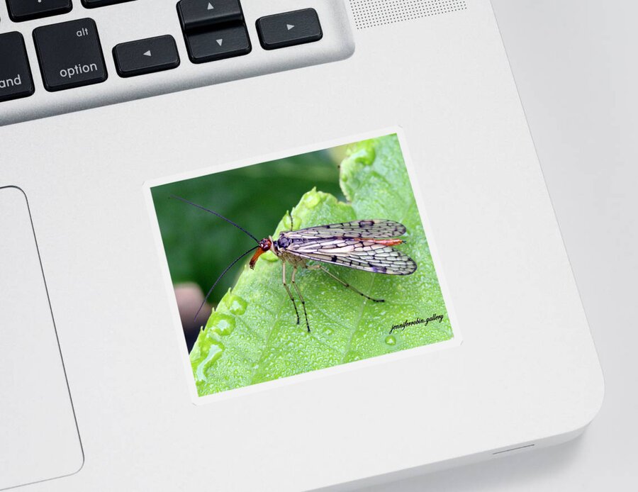 Insects Sticker featuring the photograph Scorpion Fly by Jennifer Robin