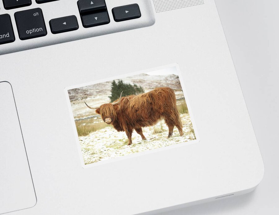 Highland Cattle Sticker featuring the photograph Scottish Red Highland Cow in Winter by Maria Gaellman