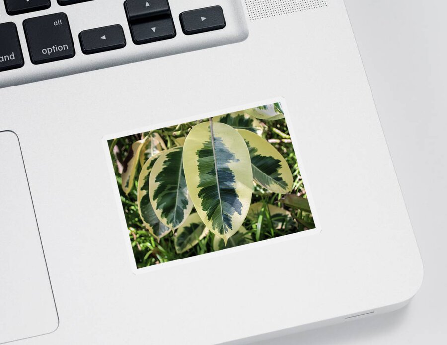 Large Leaf Sticker featuring the photograph Scribble Scrabble by Alison Frank