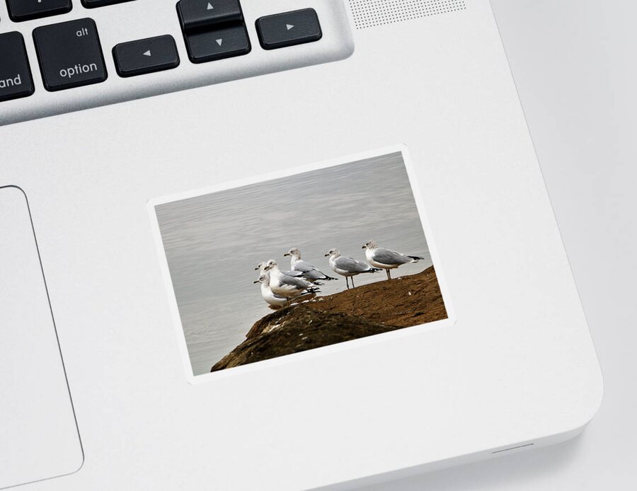 Nature Sticker featuring the photograph Sea Gulls on Rock Ledge by Sheila Brown
