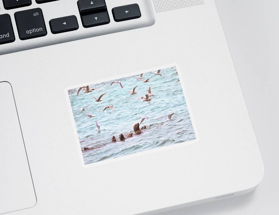 Sea Lions Sticker featuring the photograph Sea Lions and Gulls - Herring Spawn by Peggy Collins