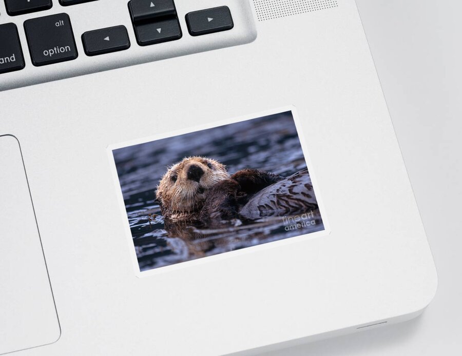 Sea Otter Sticker featuring the photograph Sea Otter by Yva Momatiuk and John Eastcott and Photo Researchers