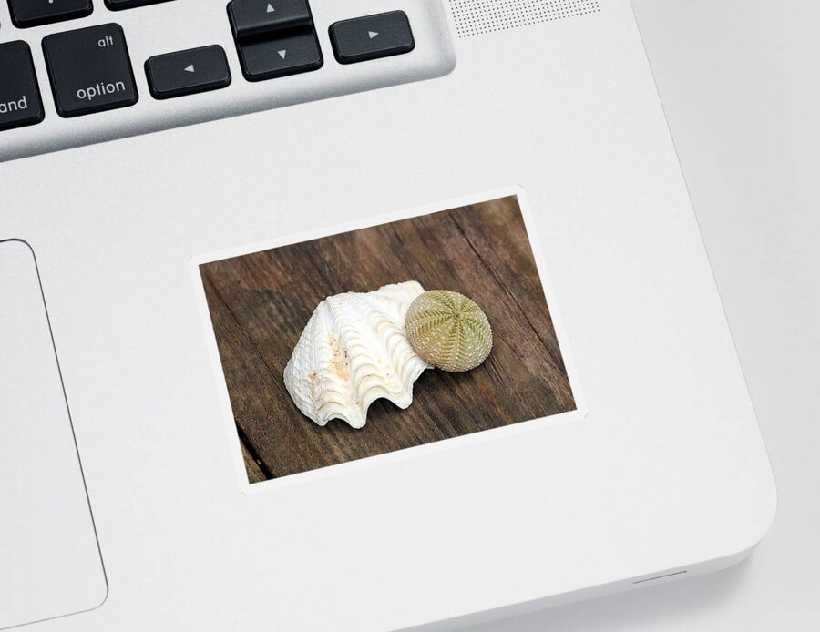 Nature Sticker featuring the photograph Sea Shell and Sea Urchin by Sheila Brown