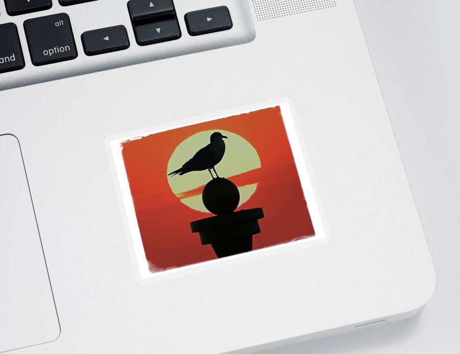 Alicegipsonphotographs Sticker featuring the photograph Seagull Sunset by Alice Gipson