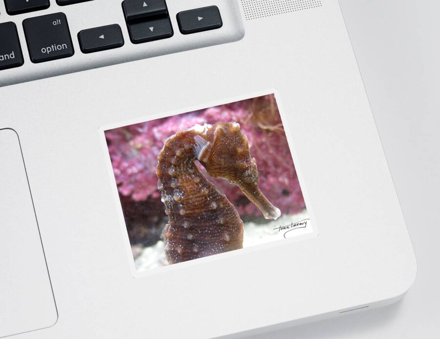 Faunagraphs Sticker featuring the photograph Seahorse2 by Torie Tiffany