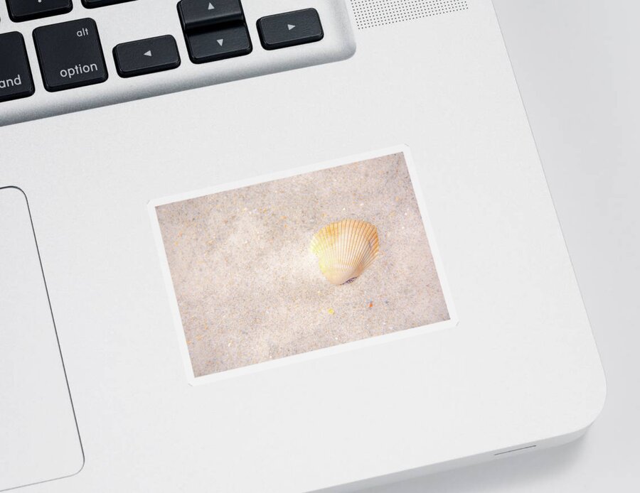 Shell Sticker featuring the photograph Seashell by Pamela Williams