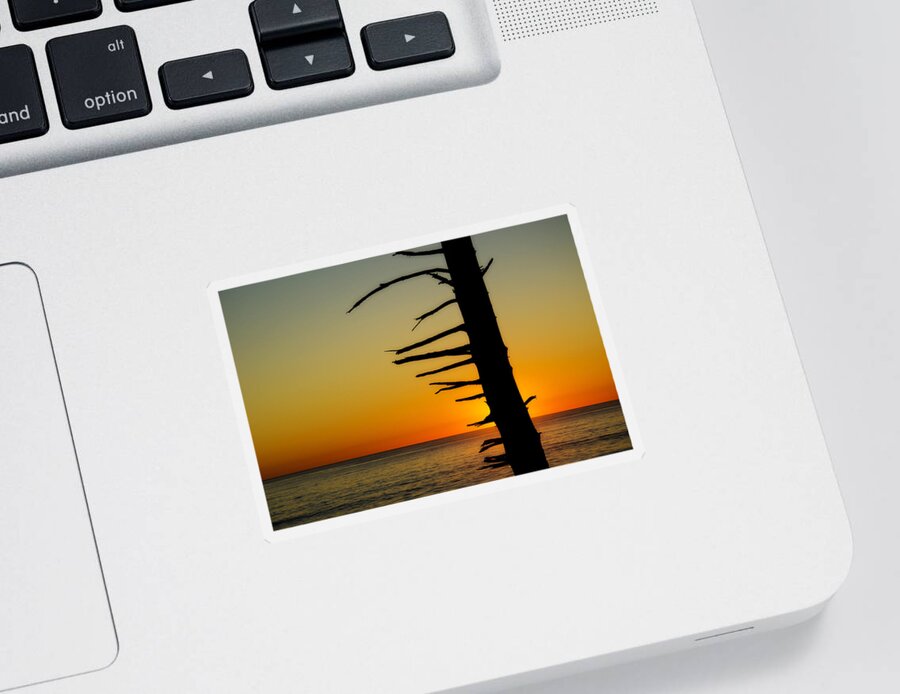 Branch Sticker featuring the photograph Seaside Tree Branch Sunset 2 by Pelo Blanco Photo