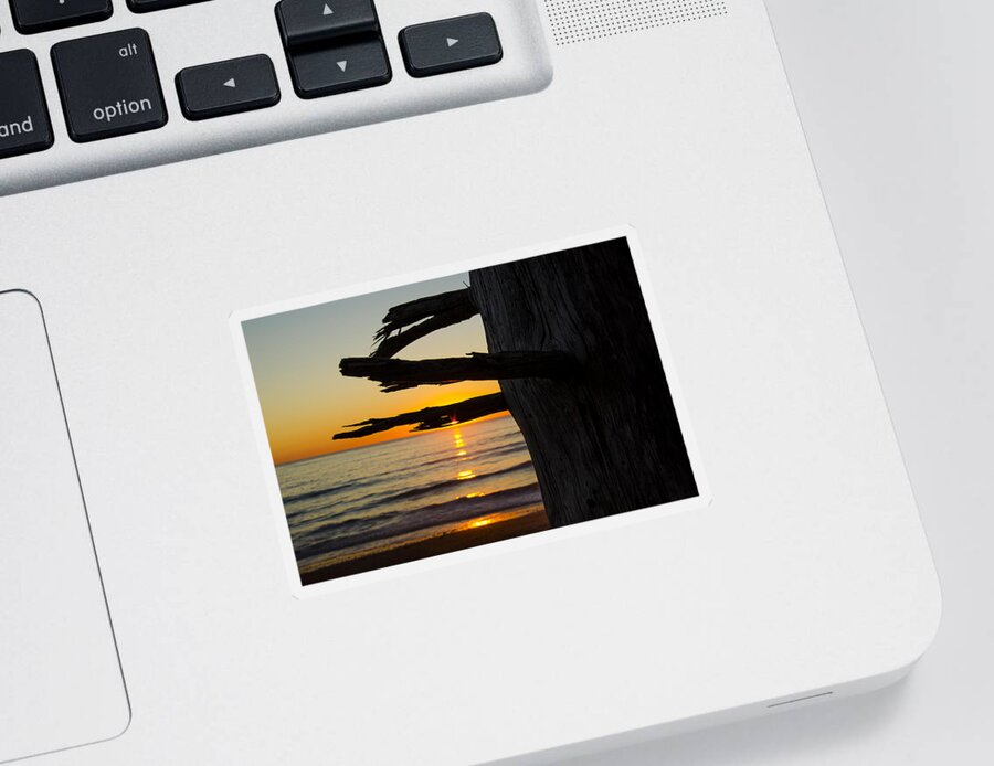 Branch Sticker featuring the photograph Seaside Tree Branch Sunset by Pelo Blanco Photo
