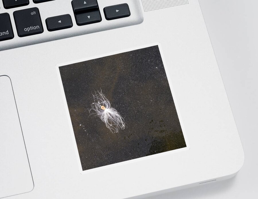 Ice Sticker featuring the photograph Seed on Ice - Lake Wingra - Madison - Wisconsin by Steven Ralser
