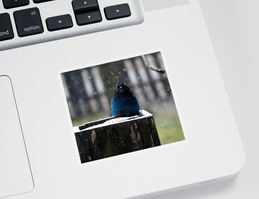 Stellers Jay Sticker featuring the photograph Seriously? by Tracey Vivar