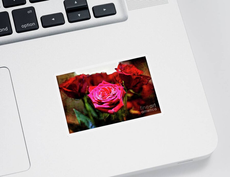 Rose Sticker featuring the photograph Set Apart by Lincoln Rogers