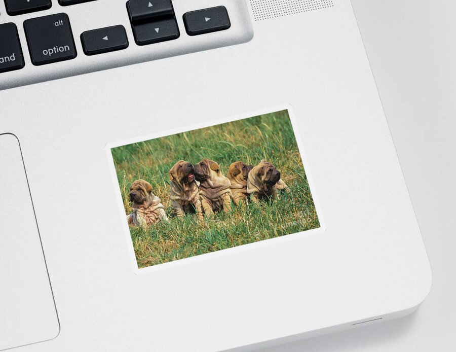 Animal Sticker featuring the photograph Shar Pei Puppies Sitting On Grass by Gerard Lacz