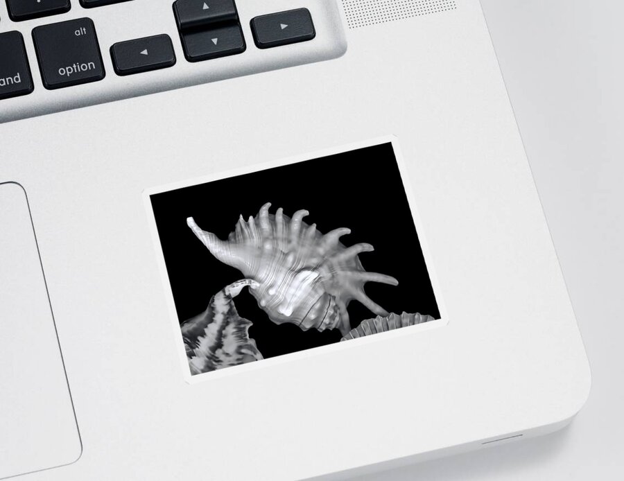 Mollusk Shell Sticker featuring the digital art Shell in Black and White 2 by Cathy Anderson