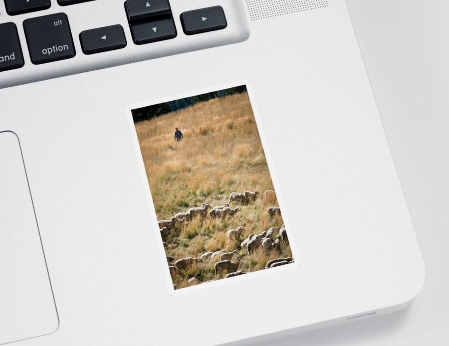 Landscapes Sticker featuring the photograph Shepherd Tending Sheep in Colorado by Mary Lee Dereske
