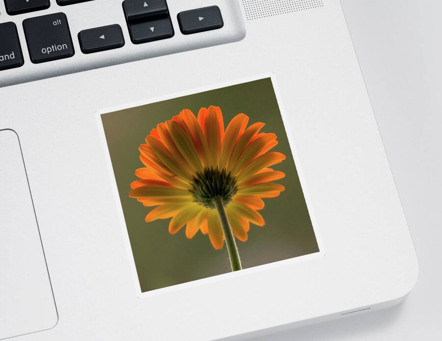 Terry D Photography Sticker featuring the photograph Shine Bright Gerber Daisy Square by Terry DeLuco