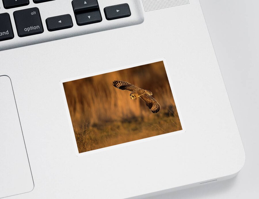 Short-eared Owl Sticker featuring the photograph Short-Eared Owl Spread by Max Waugh