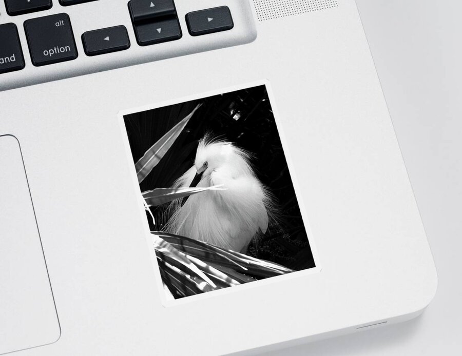 Nature Sticker featuring the photograph Shy Snowy Egret by Peggy Urban